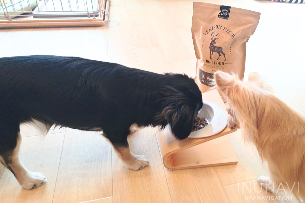 ギフトナー　ベニソンを食べる愛犬 (2)